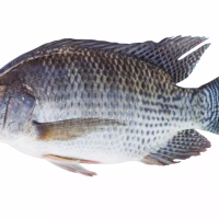 Telapia Fish